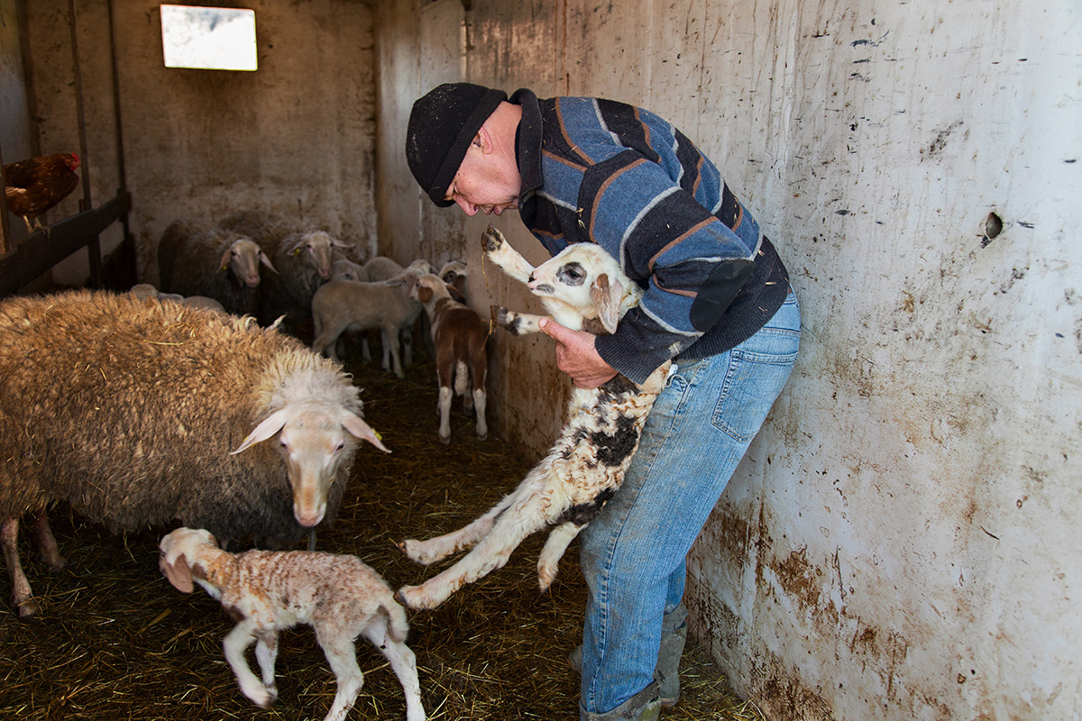 Val Trebbia - L'agnello appena nato