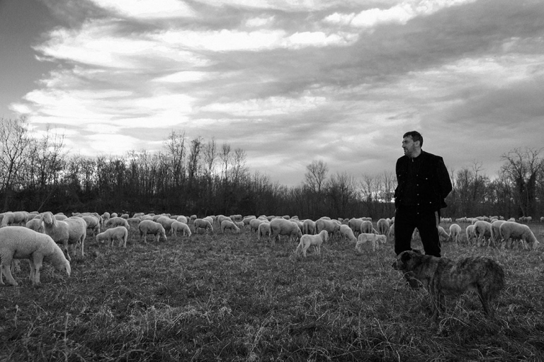 Pastore Pecore Pianura Padana